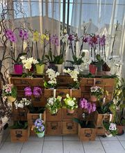 La serre aux fleurs image 17