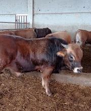 Pinsos Cortada imagen 11