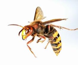 BeTech-Schädlingsbekämpfung GmbH Bild 5