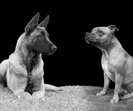 Cani-breizh image 7