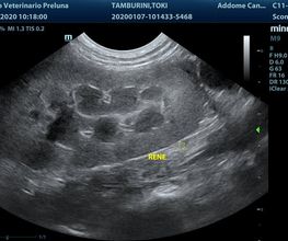 Centro Veterinario Preluna Bild 7