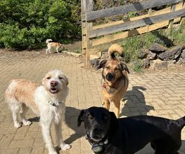 Hundezentrum Rhein-Main GbR Bild 8