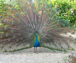 le Promeneur Bild 14