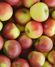 Büningshof (Hochmooraner) Bild 2