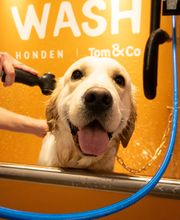 Tom&Co Saint Gregoire - Animalerie - Dog Wash image 10