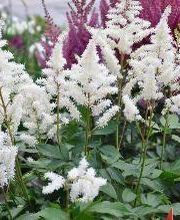 Blatt & Blüte | natürlich kreativ Bild 3