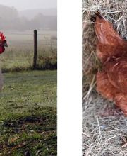 Rural Equipement image 20