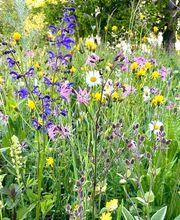 Wildblumendienst Bild 13
