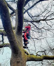 Entre mille branches image 7