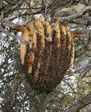 Stop Guêpes & Frelons image 5