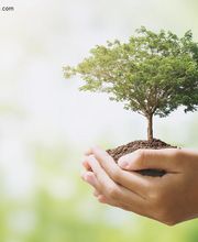 Frank Richter Baumpflege Bild 1