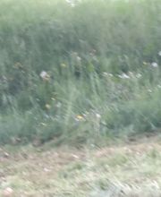 Bossut Multi-Services image 13