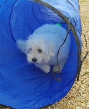 Keep Cool Dog image 14