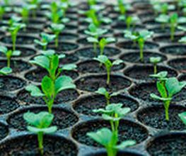 450504-abonos-m-garcia-plantas-horticolas.jpg