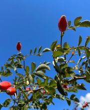 Bolz Gartenbau GmbH Bild 1