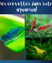 La Main Verte image 4