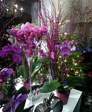 Chlorophylle image 5