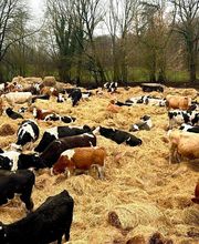 GUT STRETENSE Bild 3