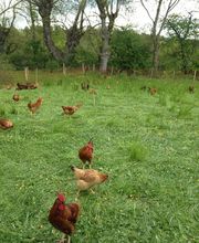 Elevage Caille 43 image 4