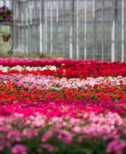 Gärtnerei Allemann GmbH Bild 2