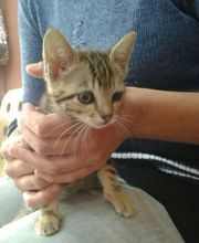 Centro Veterinario Ifach imagen 10