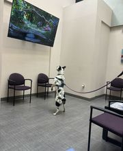 Apple Valley Veterinary Clinic image 11