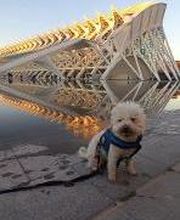 Agente Inmobiliario Silvana Bendahan Gloria imagen 13