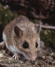 OPC Pest Services - Southern IN image 6