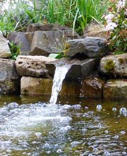 Stark im Garten Bild 27