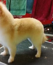 Au Bien Etre Canin image 1