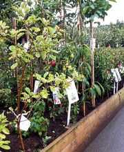 Jardinerie Delbard Le Puy en Velay image 10