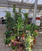 Jardinerie Fleuristerie Hämmerli SNC Bild 3