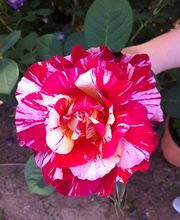 Rosiers d'Argens image 4