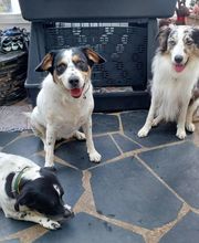 V'Educ-ton-chien image 17