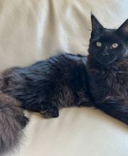 Allevamento Maine Coon Le Fate della Casa immagine 13