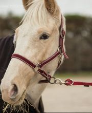 Le P'Tit Trot Balzatois image 3