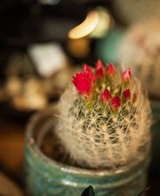 Blumensaison Bild 10