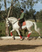 Picadero Escuela Las Cruces imagen 13