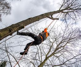 TreeUp Baumpflege Bild 3