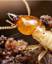 Diagnostics de l'Estuaire image 4