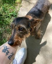 Der Gassi-Guy Bild 5