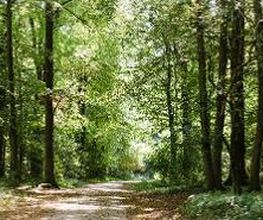 FriedWald Kalletal Bild 2