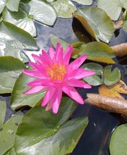 Aqua Scène image 3