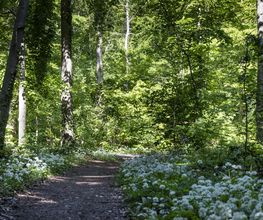 FriedWald Burg Plesse Bild 8