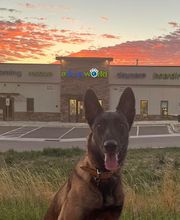 A Dog's World image 10