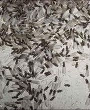 Peachtree Pest Control image 6