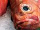 Societe Du Pen Hir Limited Poissonnerie