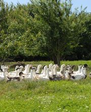 Canardises Des 3 Vallées image 1