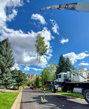 Aspen Tree Service - SavATree image 2