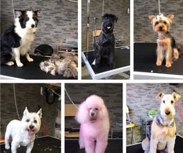 Patty's Hundesalon Bild 1